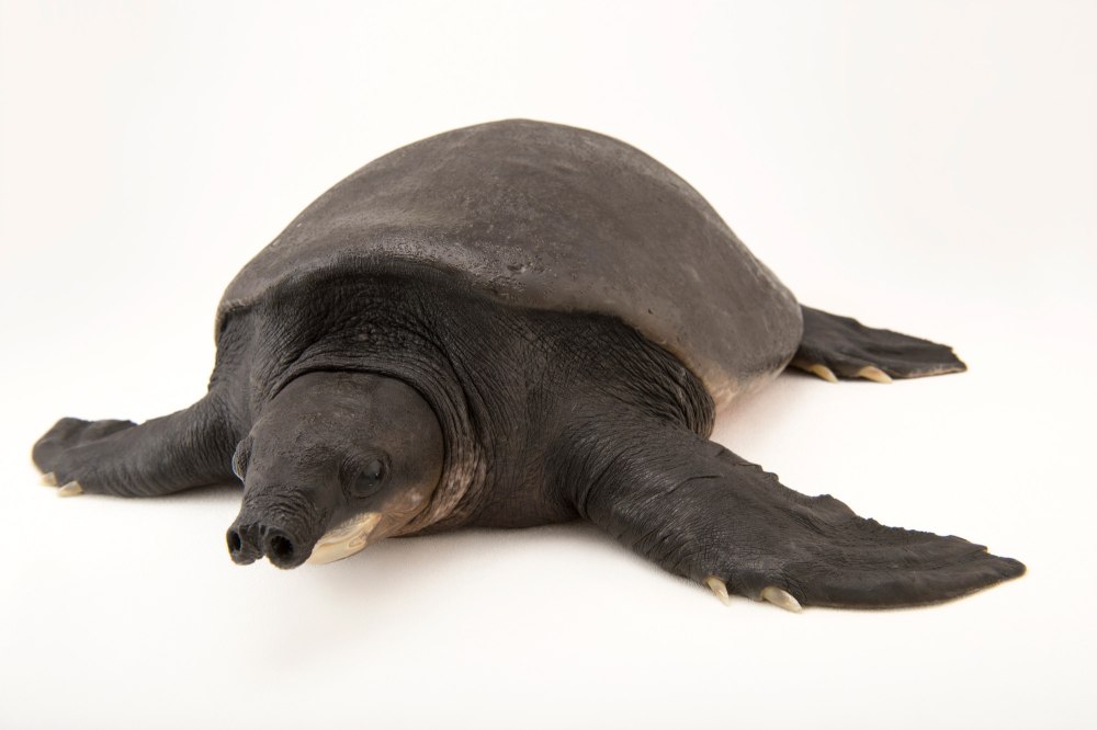 Carettochelys insculpta