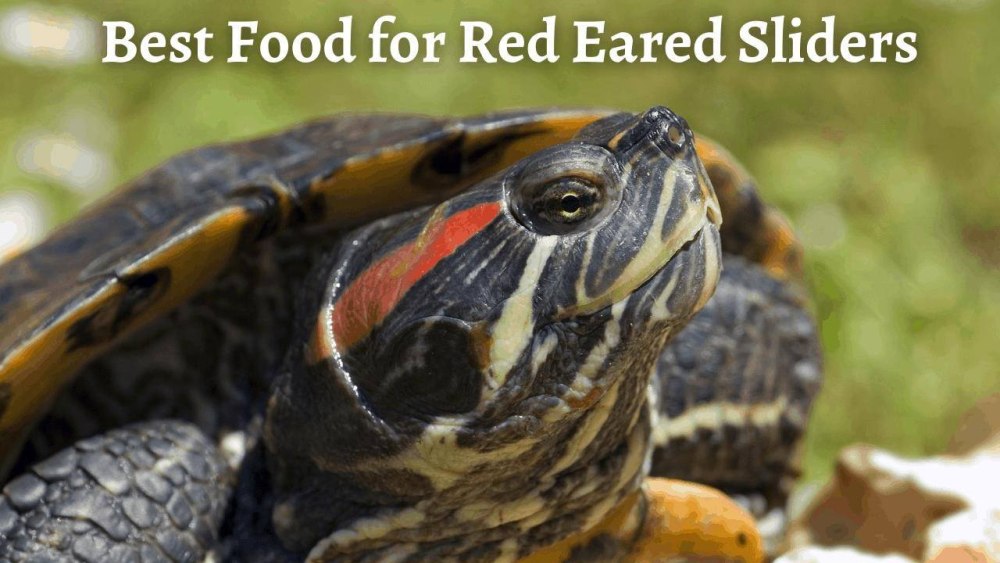 Trachemys scripta scripta