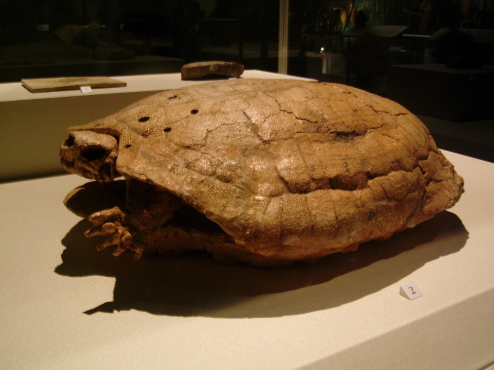 Мексиканские черепахи (Dermatemydidae)