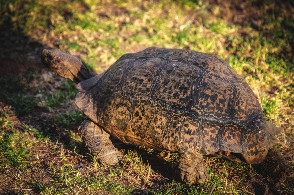 Leopard Tortoise