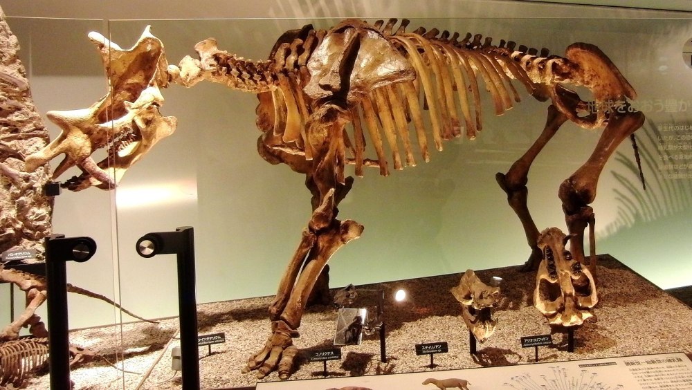Уинтатерий Uintatherium скелет