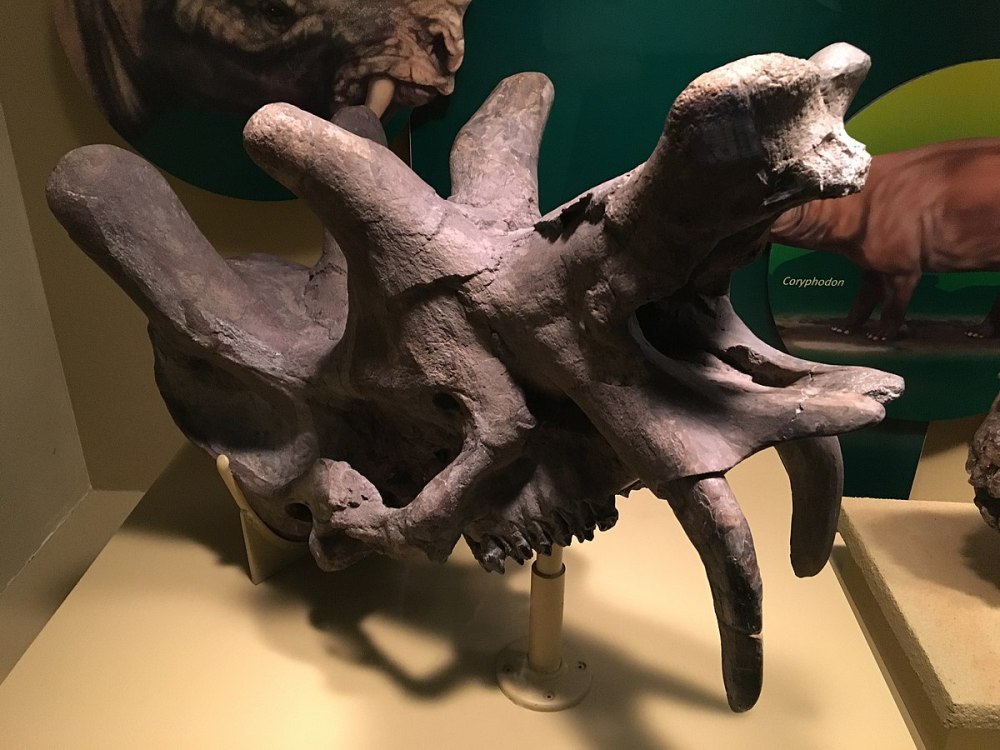 Уинтатерий Uintatherium скелет