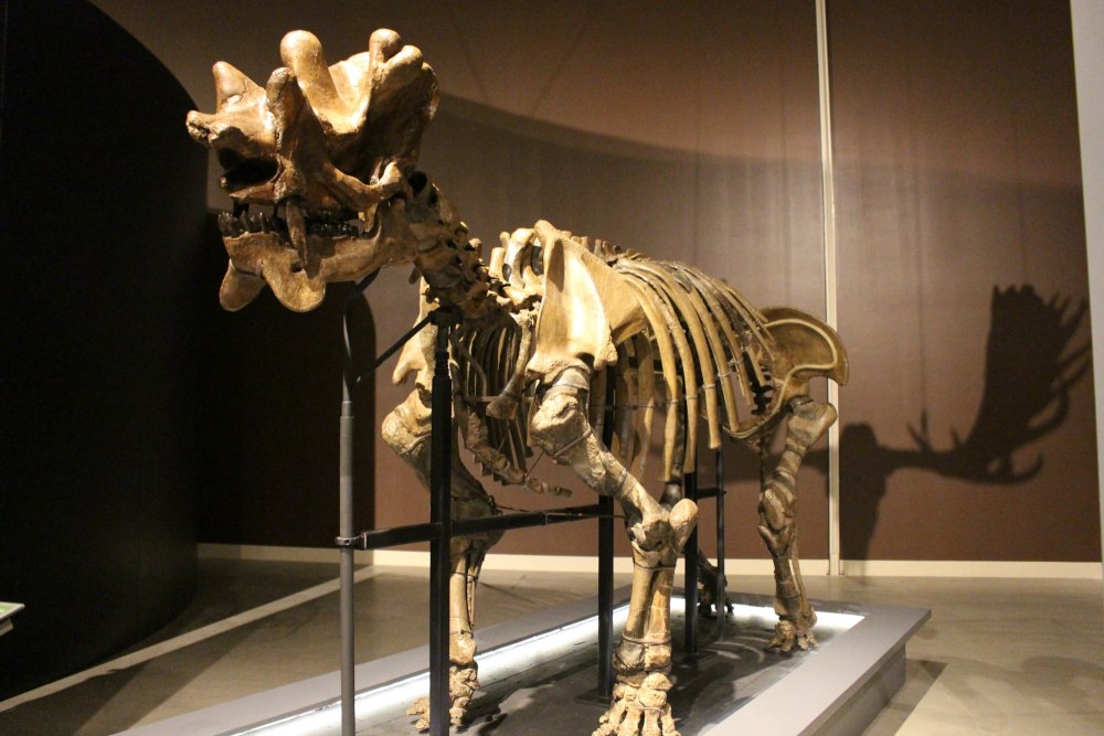 Уинтатерий Uintatherium скелет