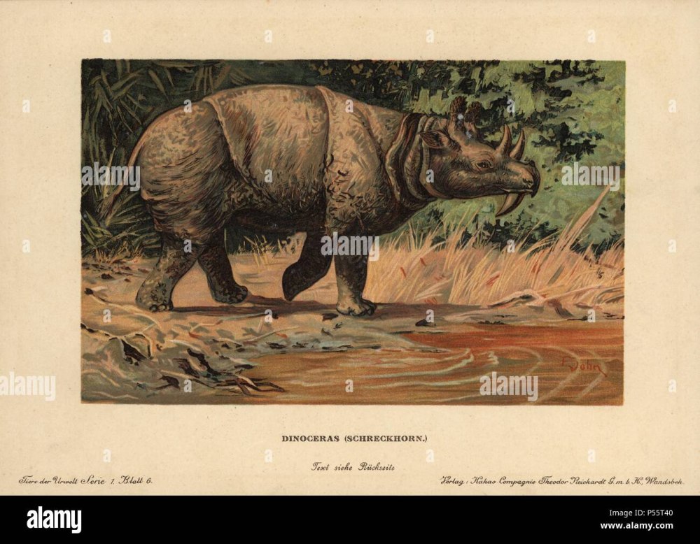 Uintatherium anceps