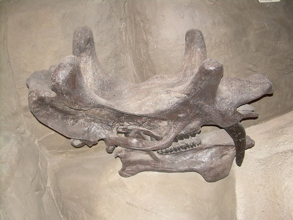 Uintatherium anceps