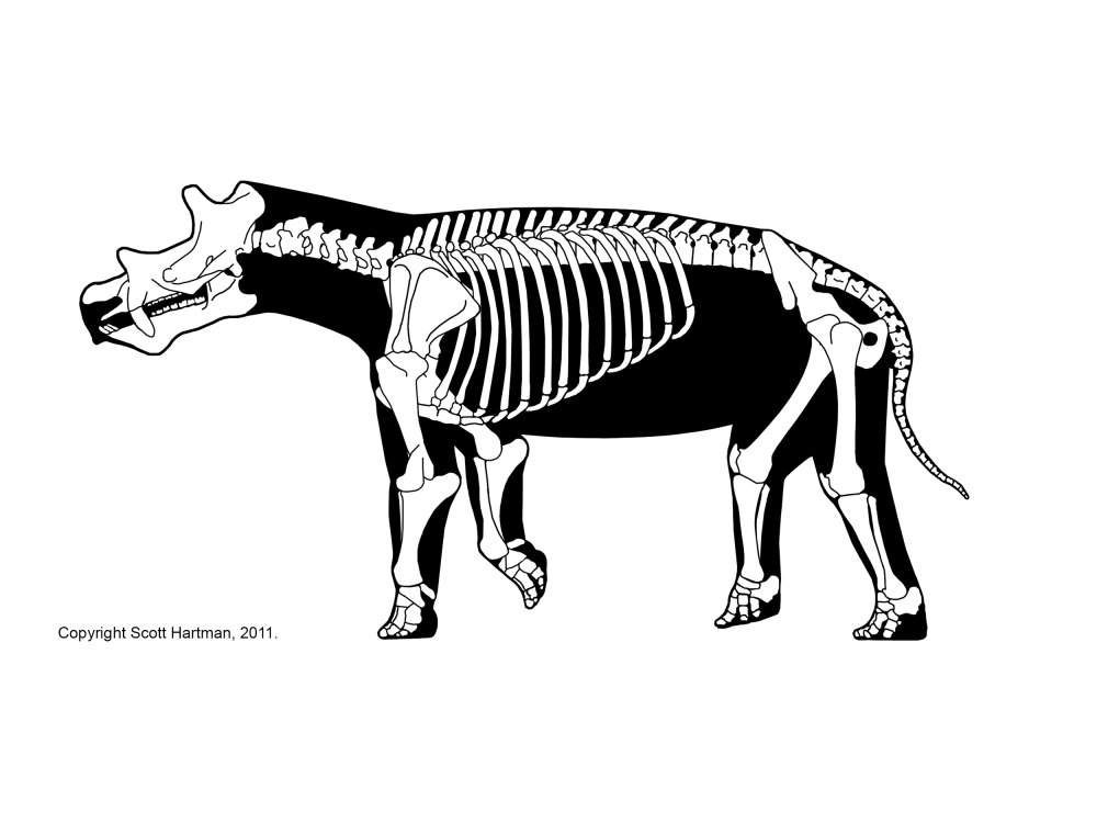 Уинтатерий Uintatherium скелет