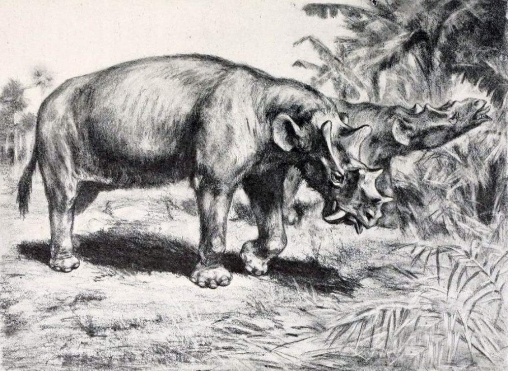 Уинтатерий Uintatherium