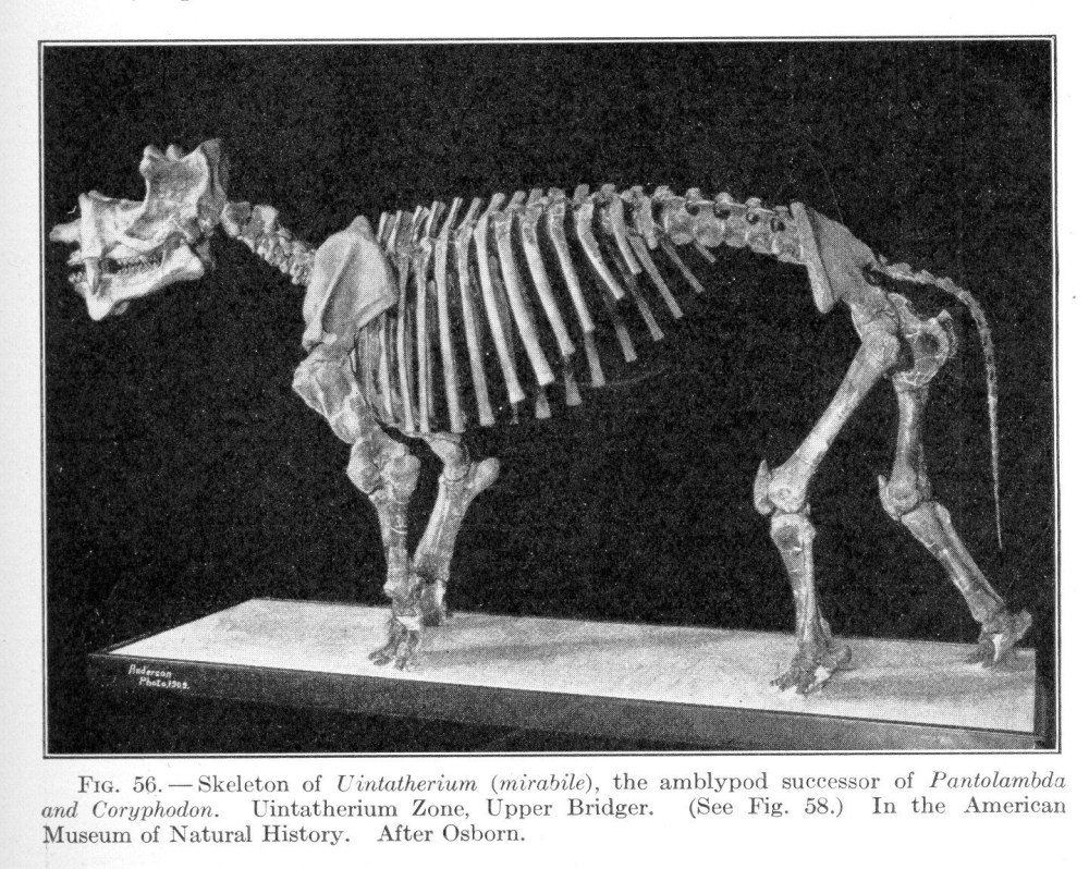 Уинтатерий Uintatherium скелет