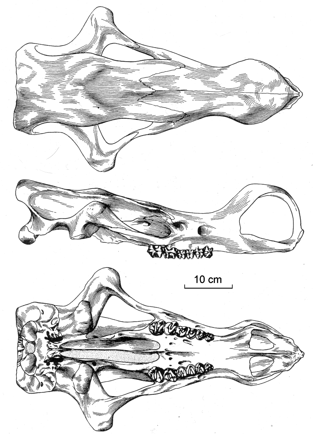 Gobiatherium