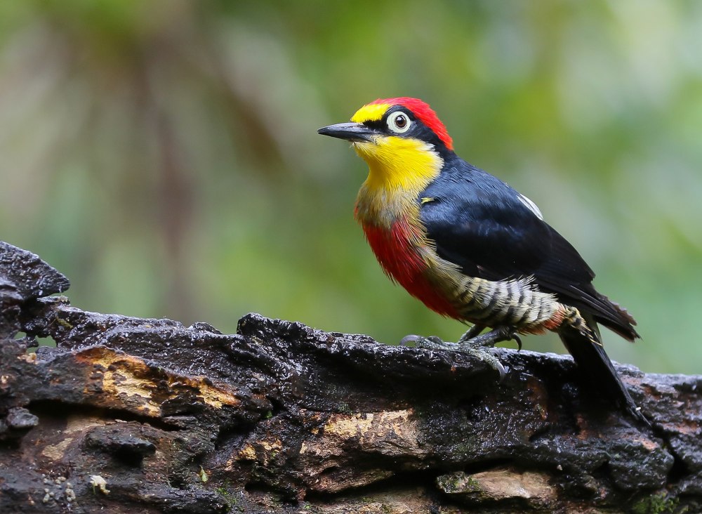 Yellow Fronted Woodpecker