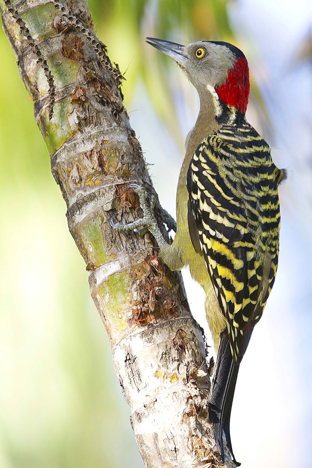 Melanerpes striatus