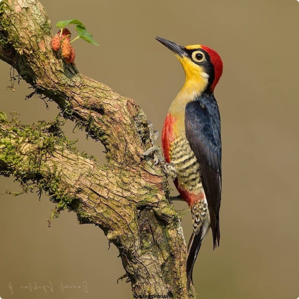 Yellow Fronted Woodpecker