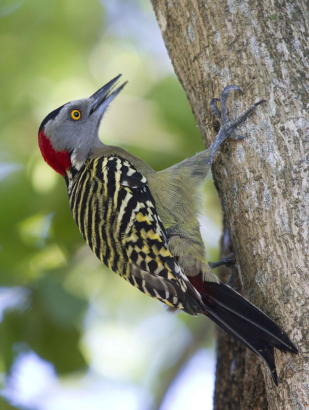 Melanerpes uropygialis