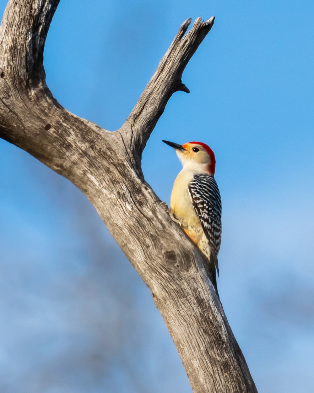 Melanerpes carolinus