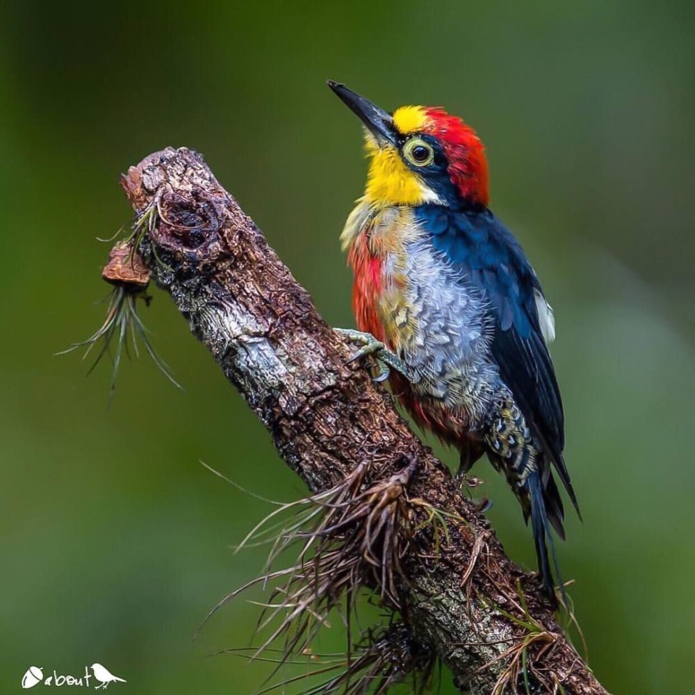 Yellow Fronted Woodpecker