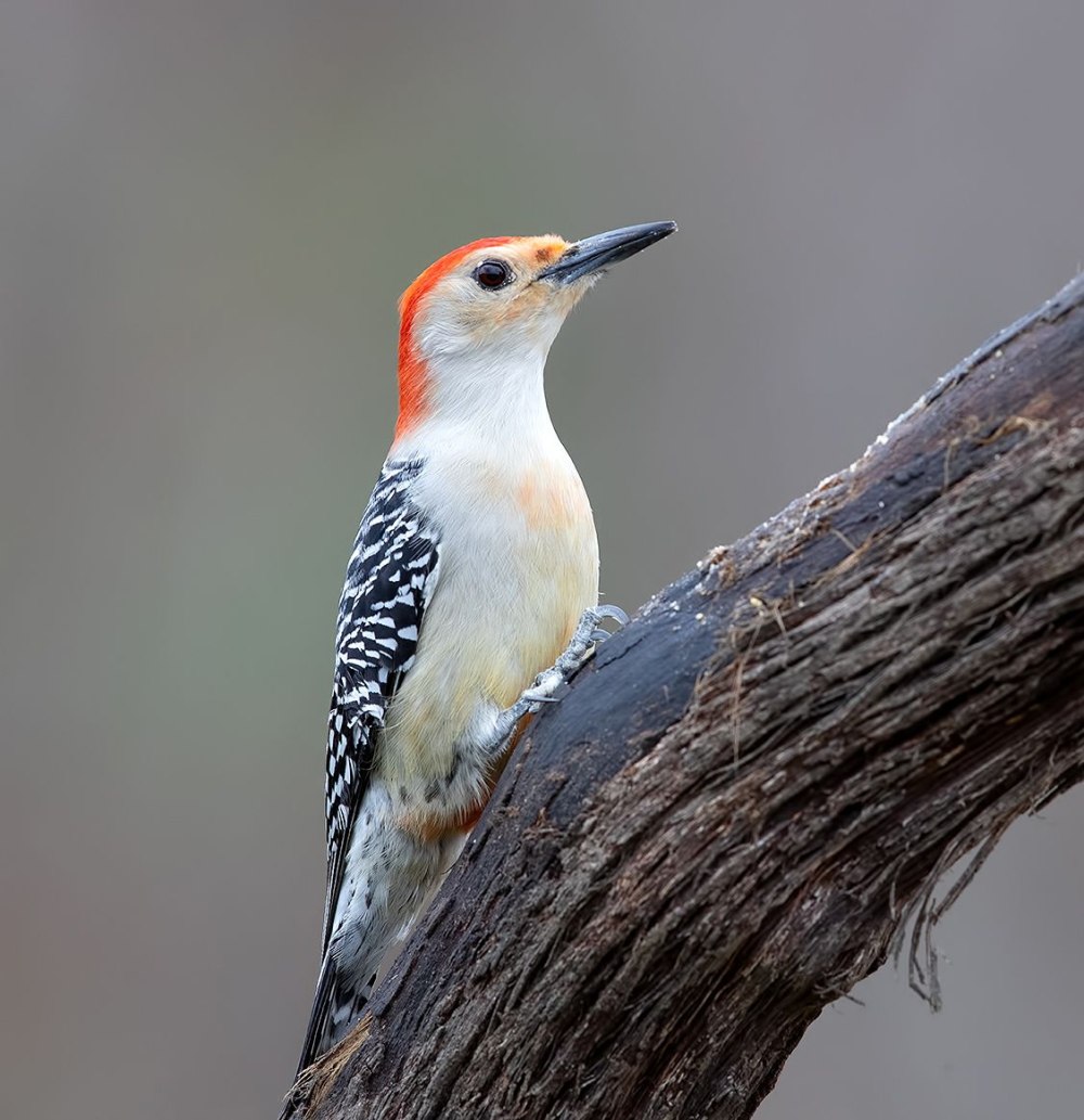 Red-bellied Woodpecker