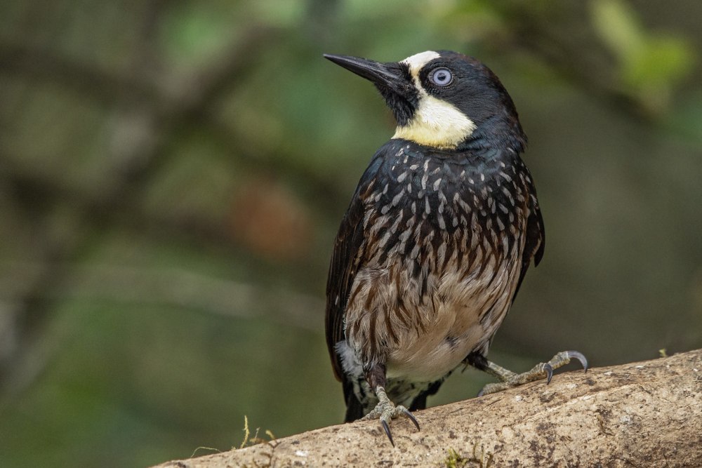 Melanerpes herminieri
