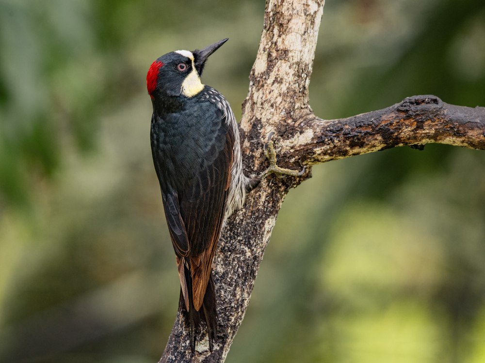 Дятел желудёвый Melanerpes formicivorus