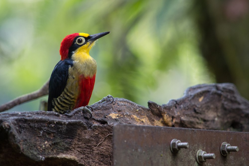 Melanerpes Chrysogenys