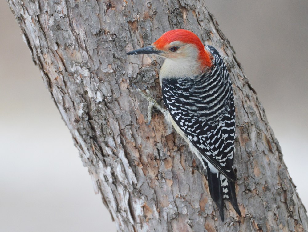Red-bellied Woodpecker Behavior