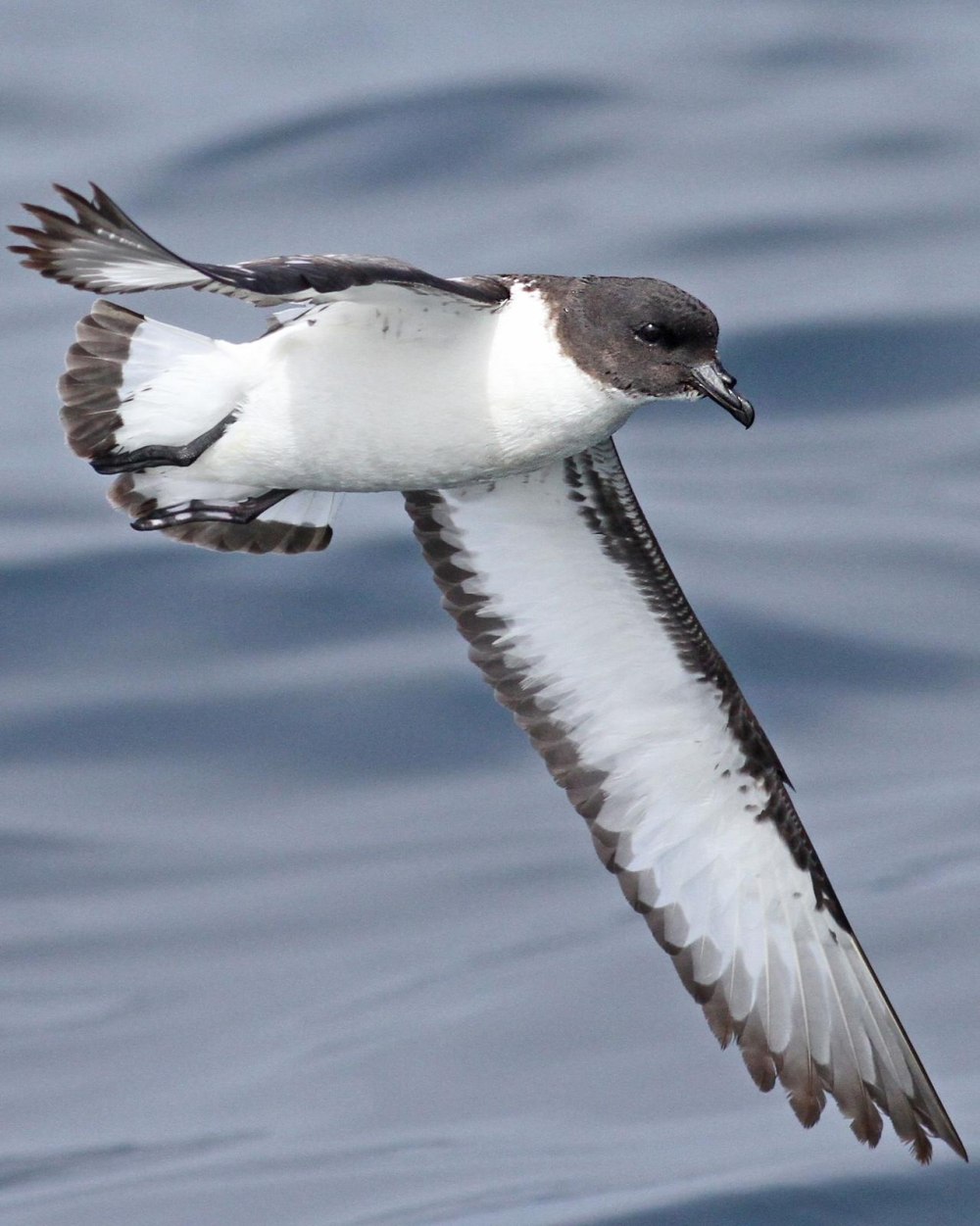 Буревестник малый (Puffinus Puffinus)