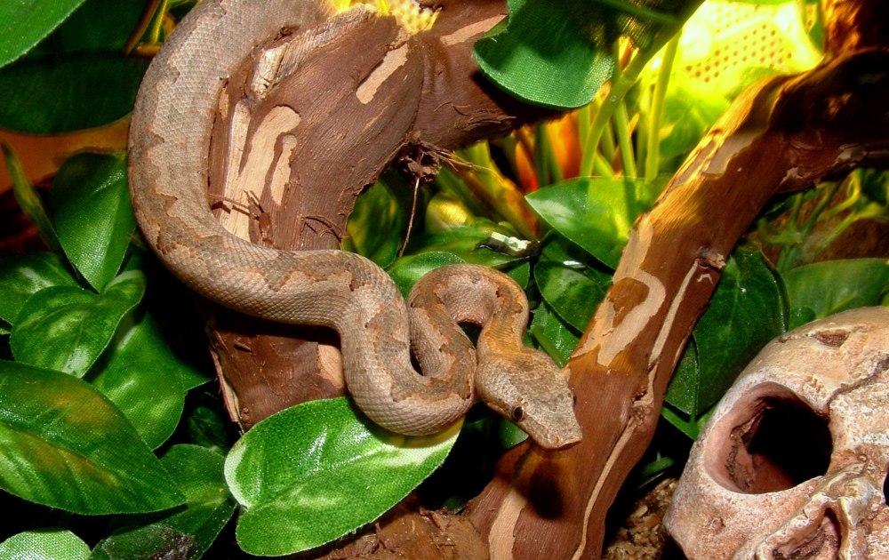 Candoia carinata