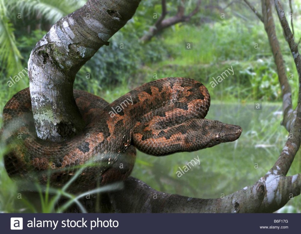 Wallpapers Candoia bibroni