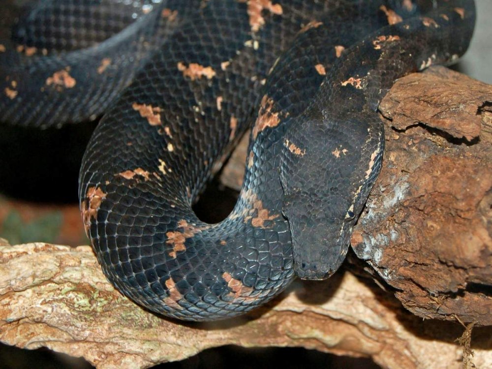 Candoia paulsoni