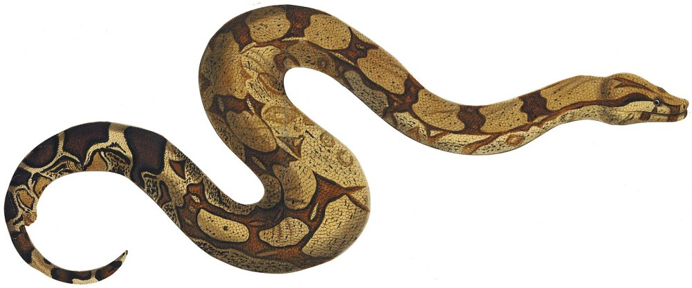 Constrictor (character)