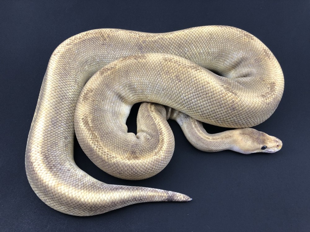 Королевский питон Ivory