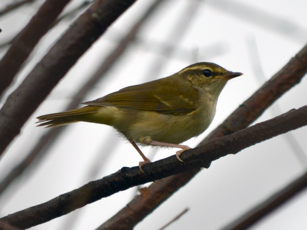 Phylloscopus tenellipes