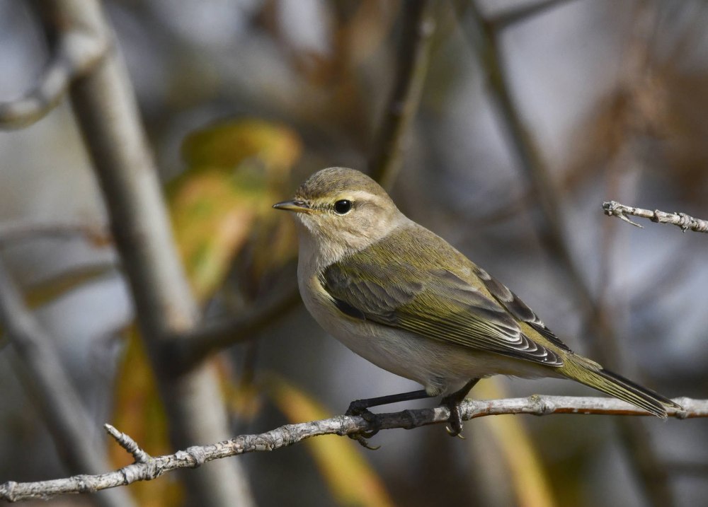 Бледноногая пеночка (Phylloscopus tenellipes)
