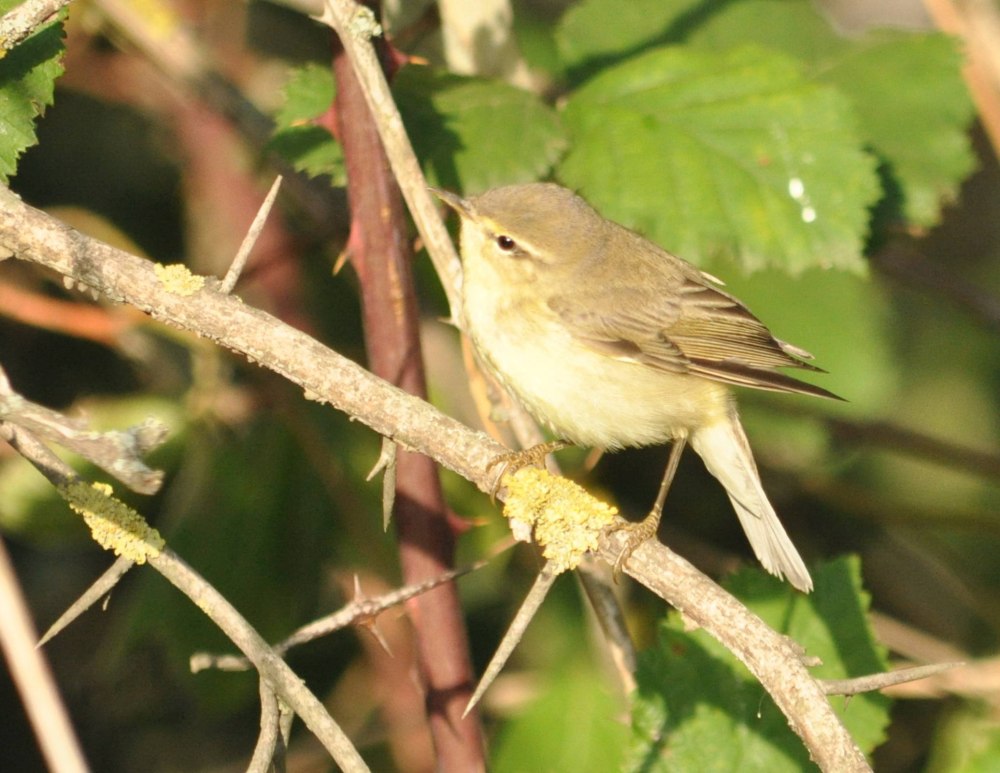 Пеночка-весничка (Phylloscopus trochilus)