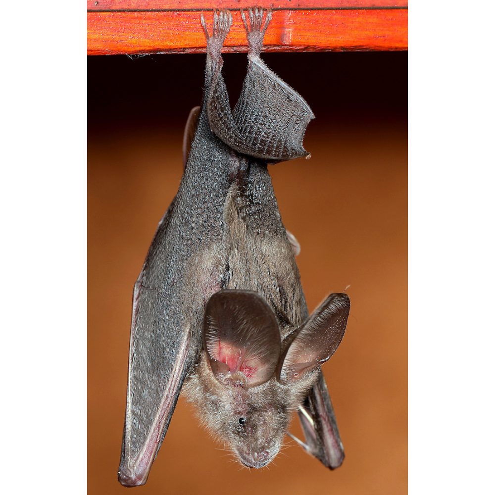 Nycteris thebaica