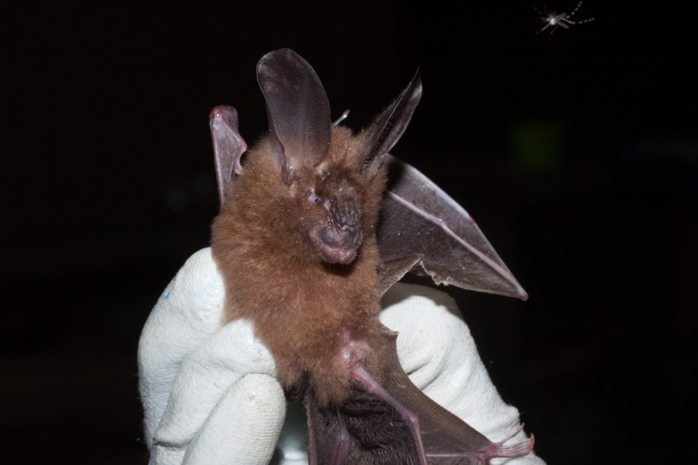 Nycteris thebaica