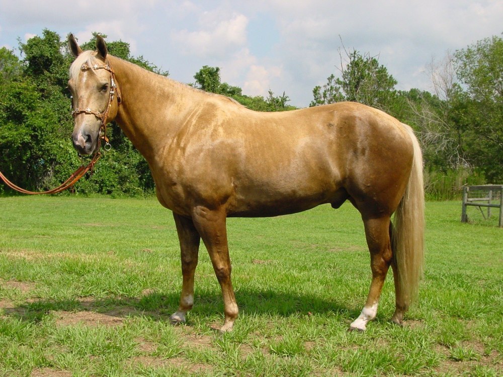 Palomino порода лошади