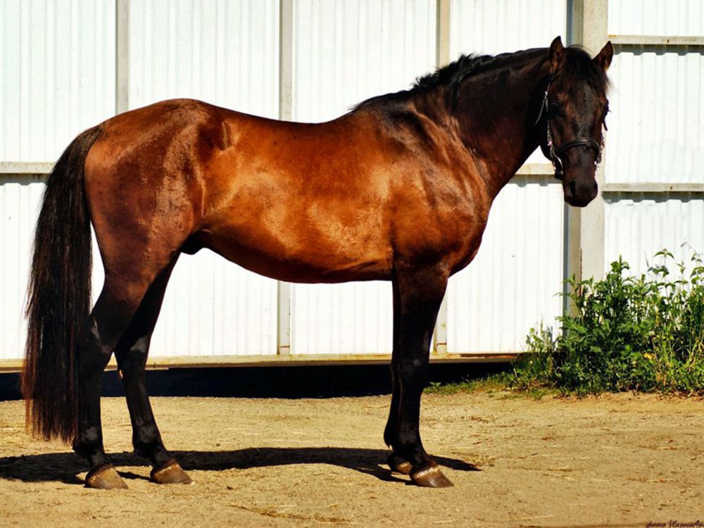 Horse and Pony игра можно ли продать лошадей заказчиков