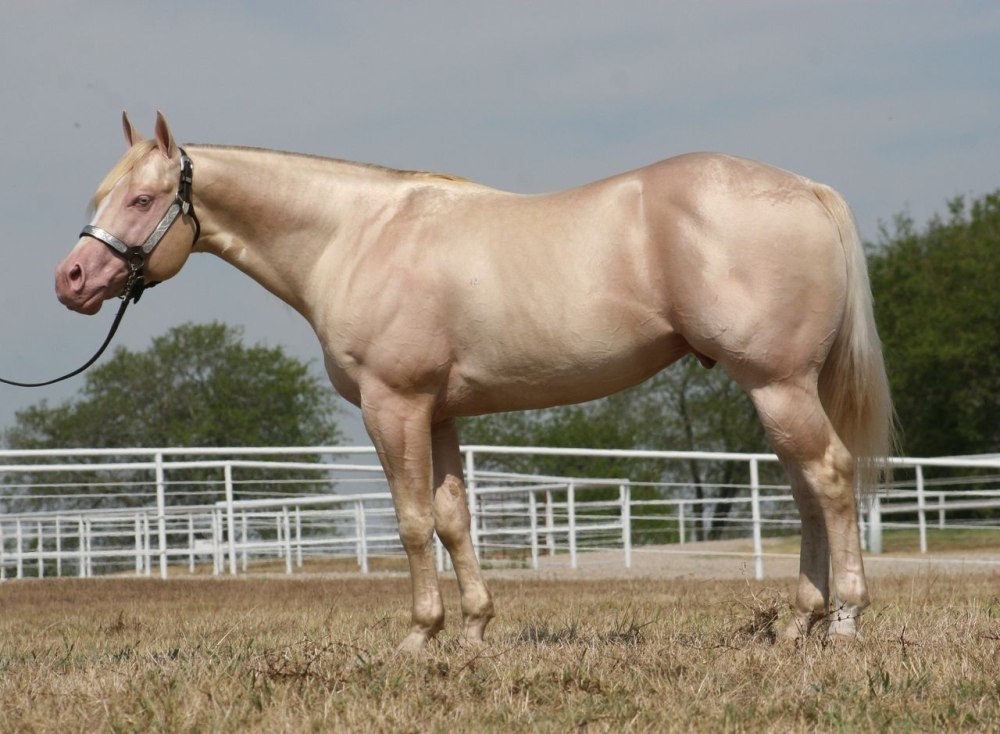 Cremello Horse for sale