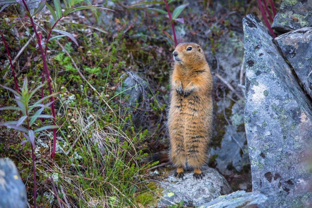 Urocitellus parryii