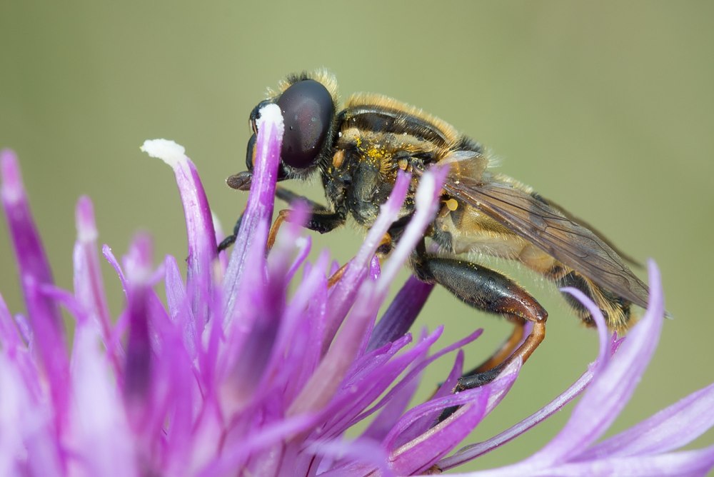 Ильница разноцветная