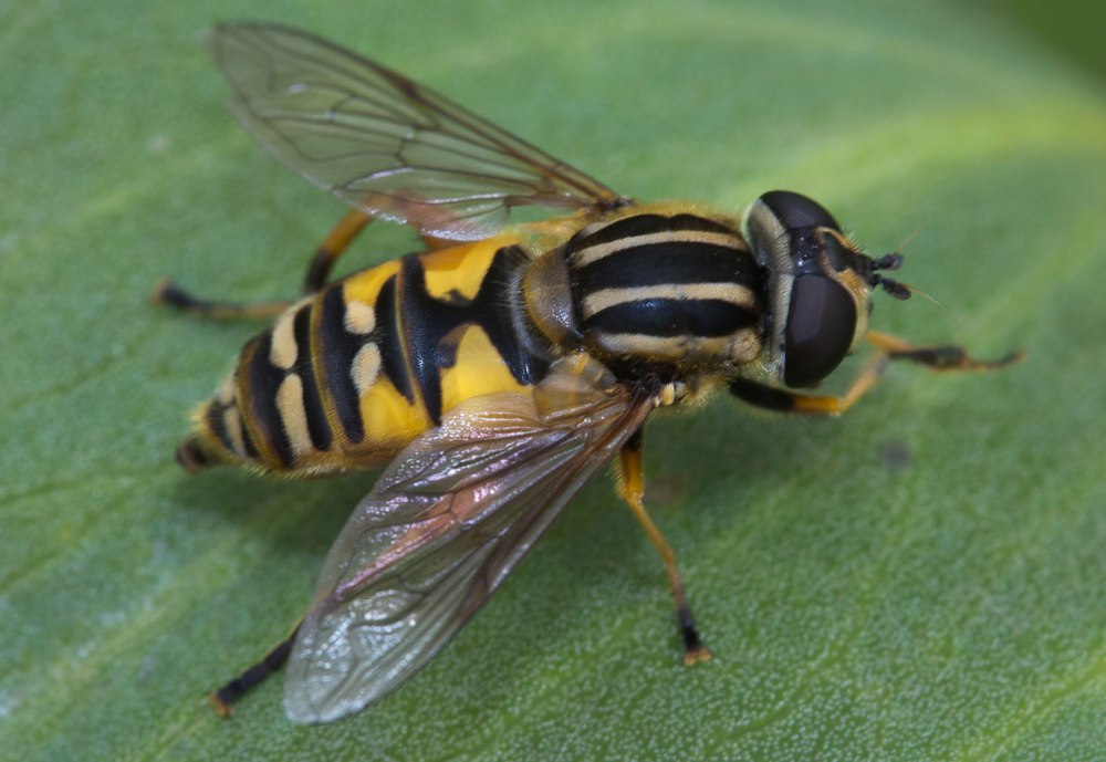 Ильница трехполосая