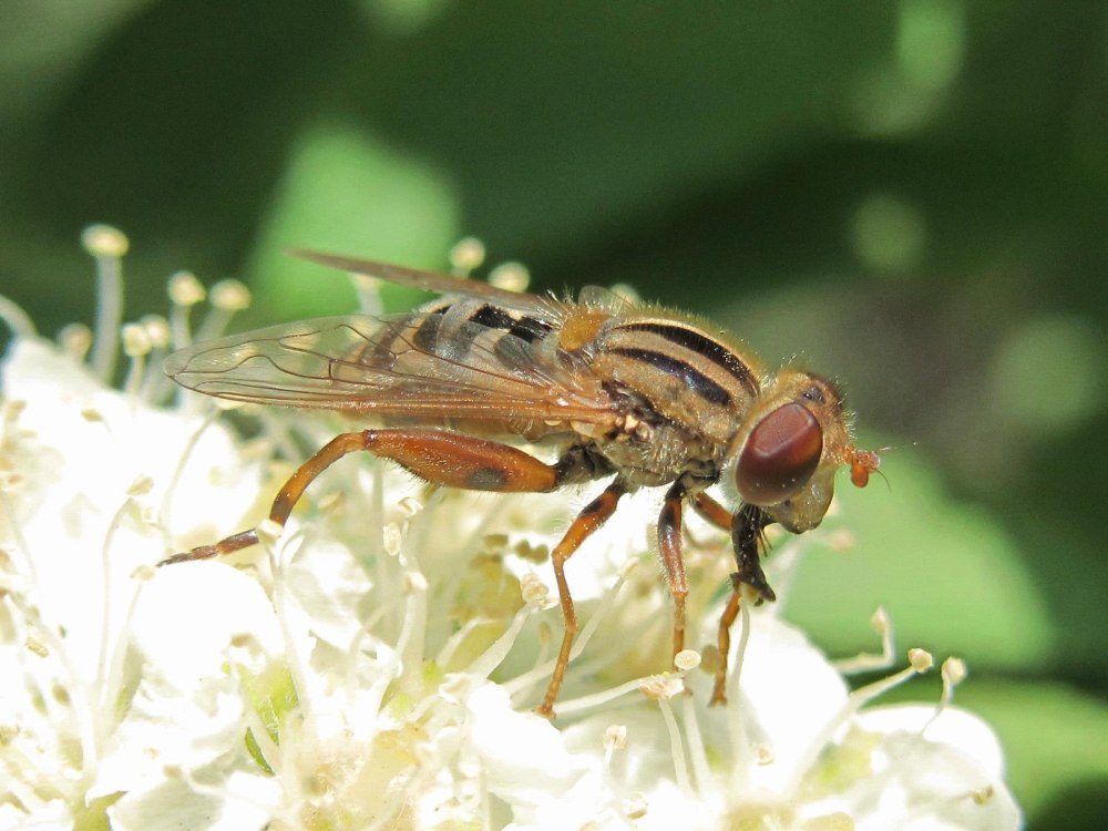 Личинки мух-журчалок рода Eristalis