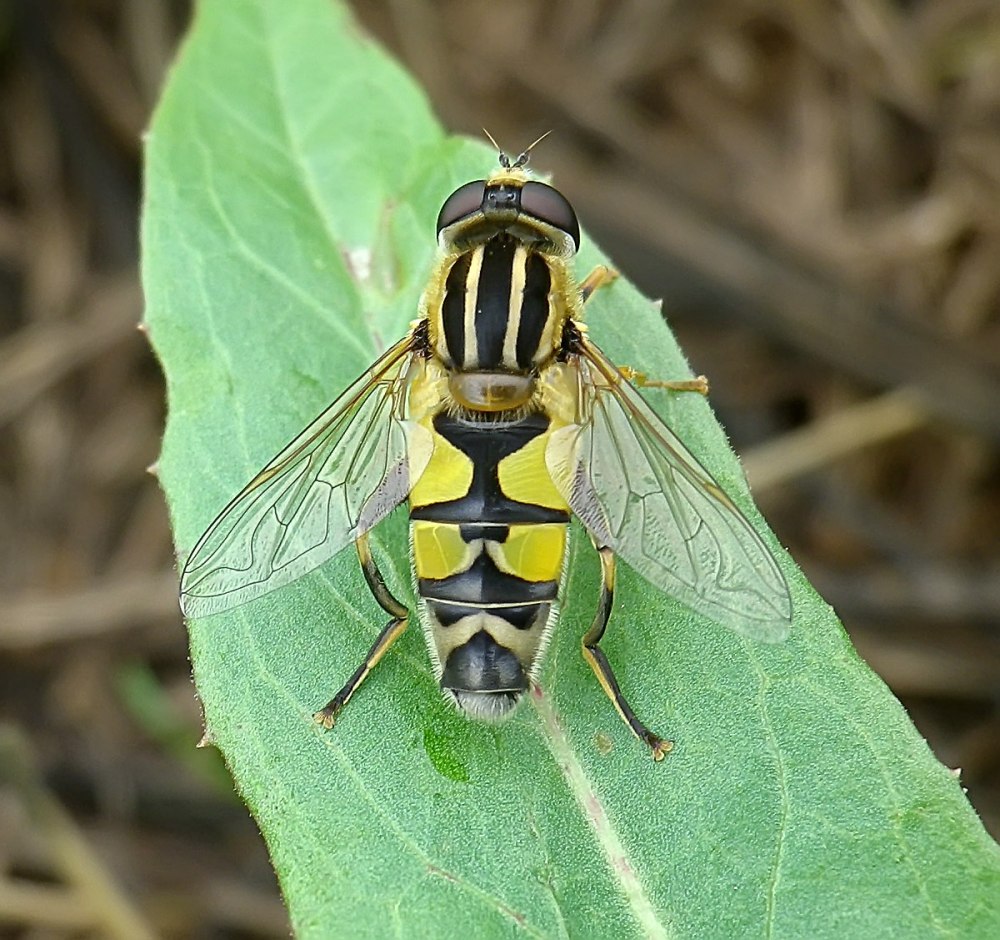H. trivittatus