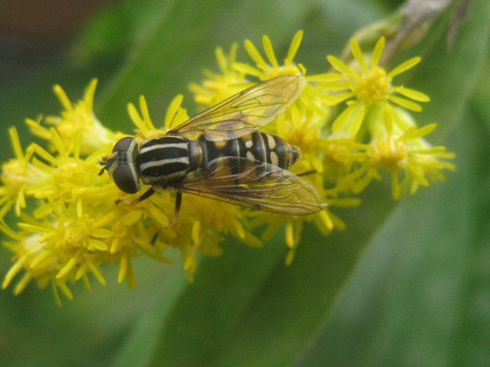 Helophilus pendulus