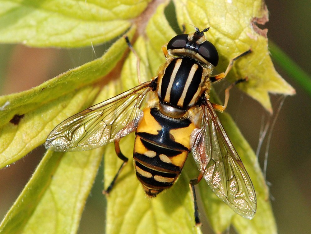 Муха-журчалка (сирфида)