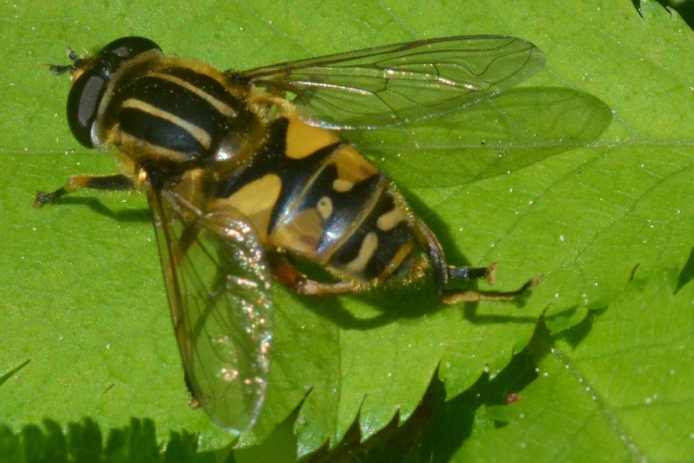 Helophilus pendulus