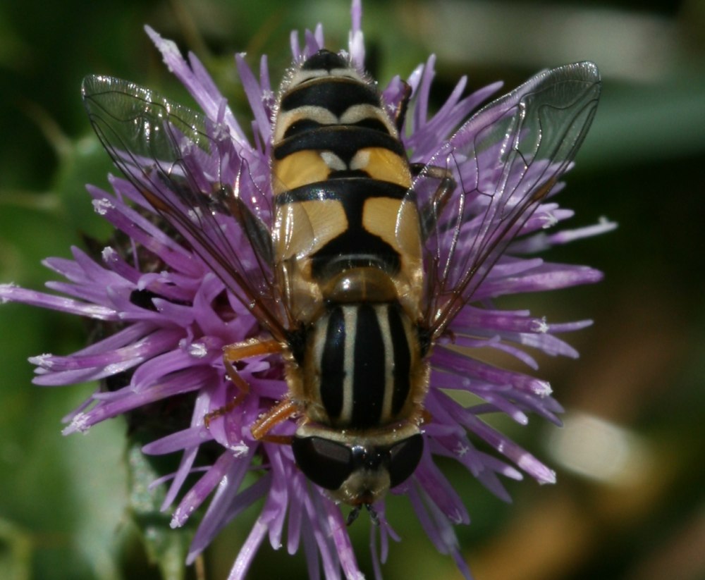 Helophilus affinis