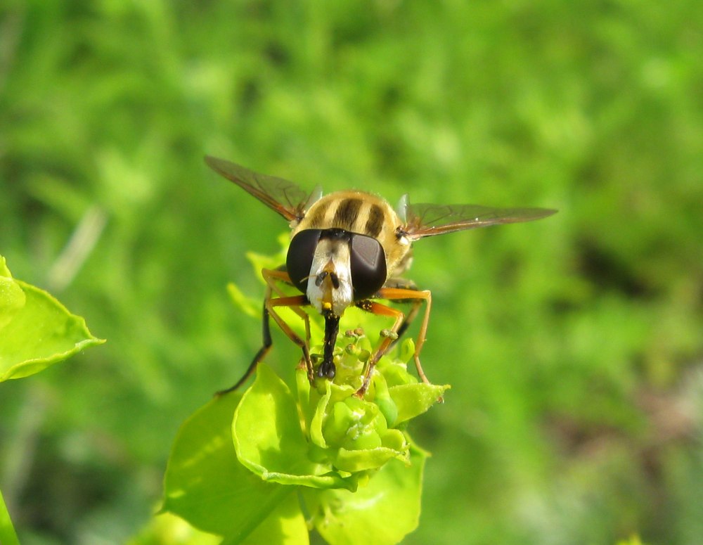 Ильница трехполосая