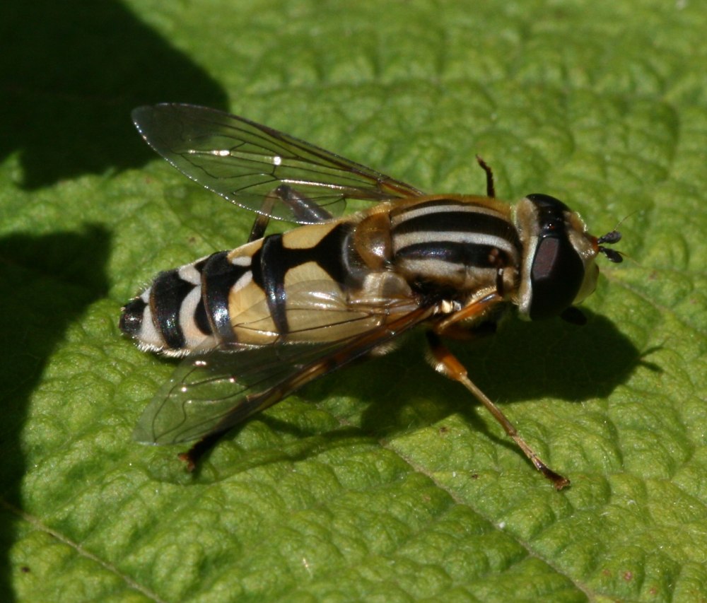 Helophilus trivittatus