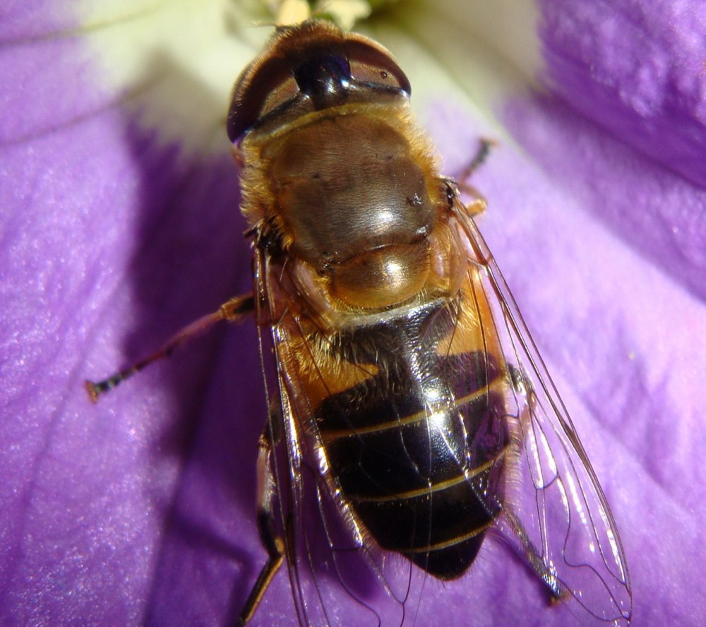 Пчеловидка бурополосая
